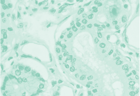 Labs Histopathologie